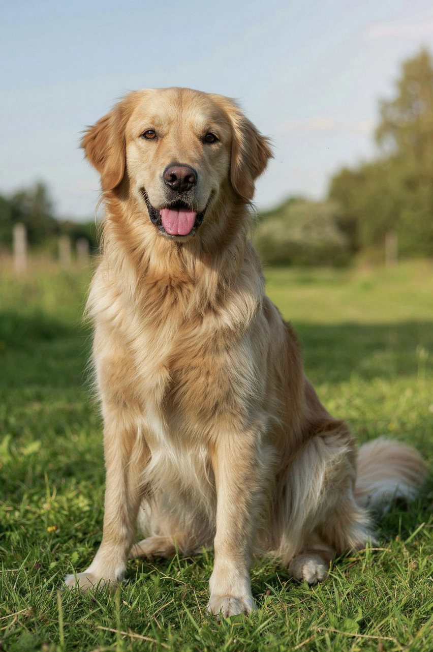 A calm golden retriever sitting attentively outdoors